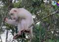 Rare white monkey spotted in Philippines’ Sultan Kudarat village
