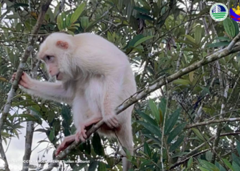 Rare white monkey spotted in Philippines’ Sultan Kudarat village