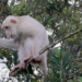 Rare white monkey spotted in Philippines’ Sultan Kudarat village