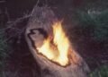 ‘Ana Mendieta’ exhibition in London