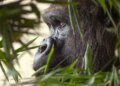 Swiss zoo euthanises gorilla injured by dominant male