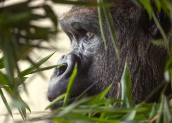 Swiss zoo euthanises gorilla injured by dominant male