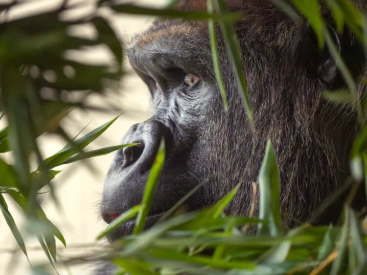 Swiss zoo euthanises gorilla injured by dominant male