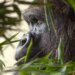 Swiss zoo euthanises gorilla injured by dominant male