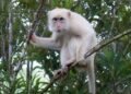 Rare ‘white’ macaque draws protection drive in Philippines’ Sultan Kudarat