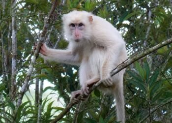 Rare ‘white’ macaque draws protection drive in Philippines’ Sultan Kudarat