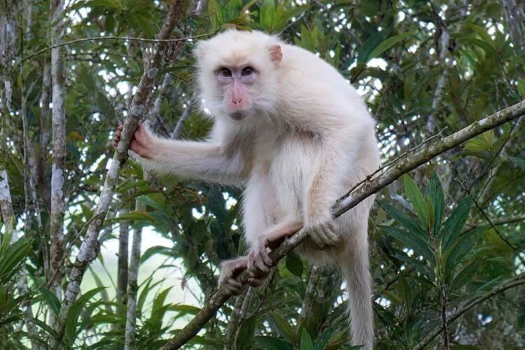 Rare ‘white’ macaque draws protection drive in Philippines’ Sultan Kudarat