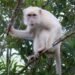 Rare ‘white’ macaque draws protection drive in Philippines’ Sultan Kudarat