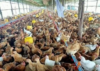 Cambodia confirms fifth human case of bird flu in 2026