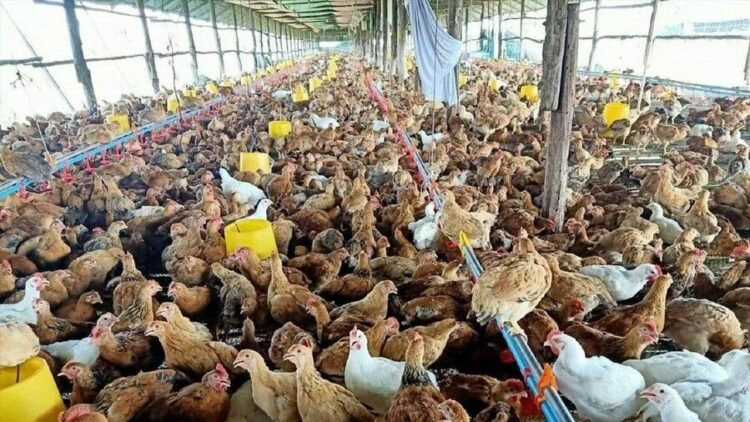 Cambodia confirms fifth human case of bird flu in 2026