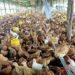 Cambodia confirms fifth human case of bird flu in 2026