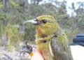 Building nests is hard – That’s why some birds steal