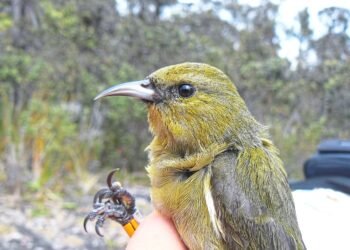 Building nests is hard – That’s why some birds steal
