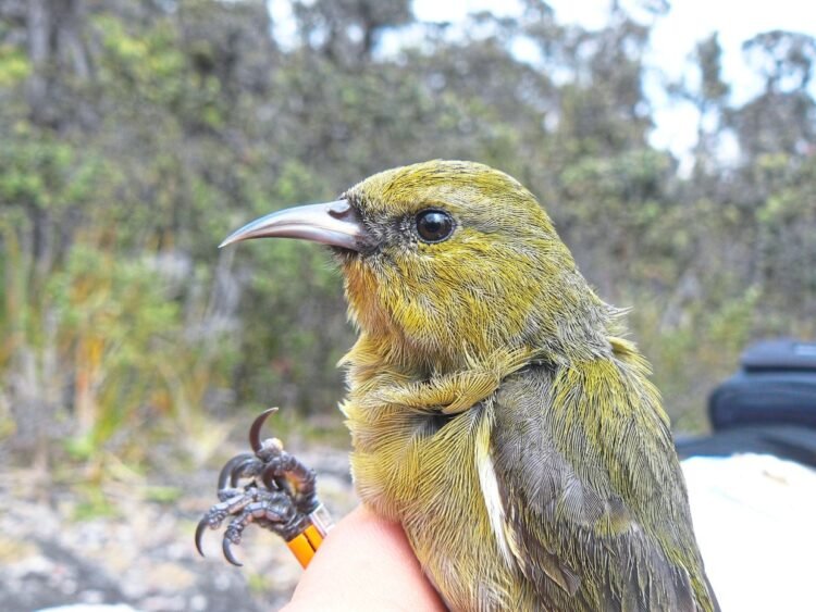 Building nests is hard – That’s why some birds steal