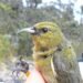 Building nests is hard – That’s why some birds steal