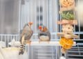A bird’s brain holds clues to dancing and the sounds of music
