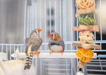 A bird’s brain holds clues to dancing and the sounds of music