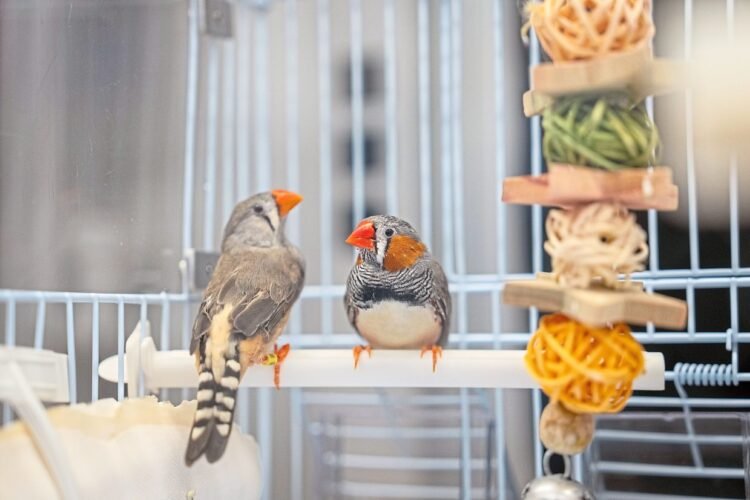 A bird’s brain holds clues to dancing and the sounds of music