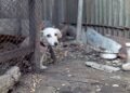 Tips for adopting frightened dogs