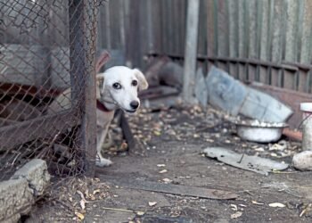 Tips for adopting frightened dogs