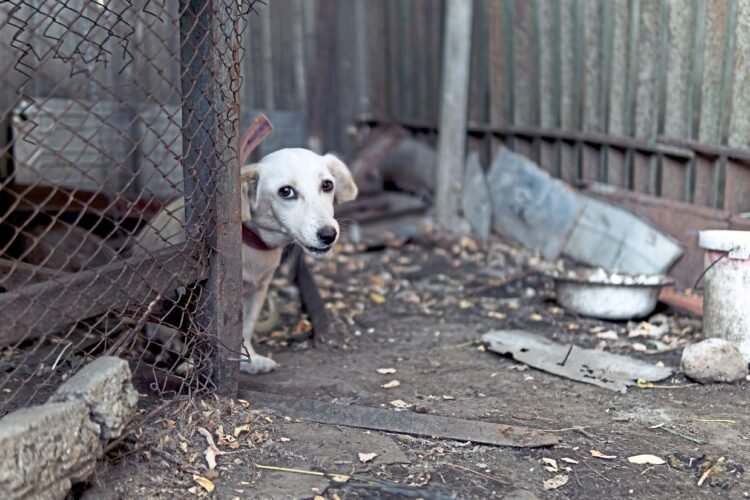 Tips for adopting frightened dogs