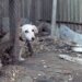 Tips for adopting frightened dogs