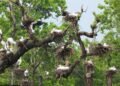 Asian openbills turn Batuli Pokhari into a seasonal nesting haven