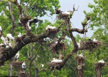 Asian openbills turn Batuli Pokhari into a seasonal nesting haven