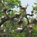 Asian openbills turn Batuli Pokhari into a seasonal nesting haven