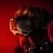 Police K9 finds cellphone of man who sent explicit photos to girl on TikTok, US authorities say