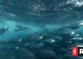 Tokelau and the Parties to the Nauru Agreement react to New Zealand fisheries action
