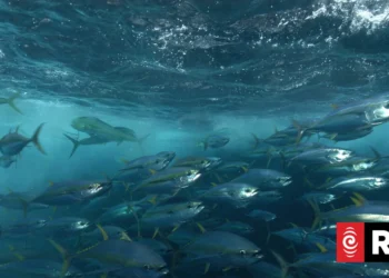 Tokelau and the Parties to the Nauru Agreement react to New Zealand fisheries action