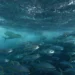 Tokelau and the Parties to the Nauru Agreement react to New Zealand fisheries action
