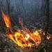 Accidents: Fire devastates 700 hectares in the Alejandro de Humboldt National Park