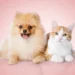 Best Pet Insurance Companies of 2026: Comprehensive Coverage for Your Furry Friends​