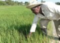 The Vietnamese pride themselves on multiplying rice by ten in Cuba