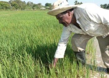 The Vietnamese pride themselves on multiplying rice by ten in Cuba