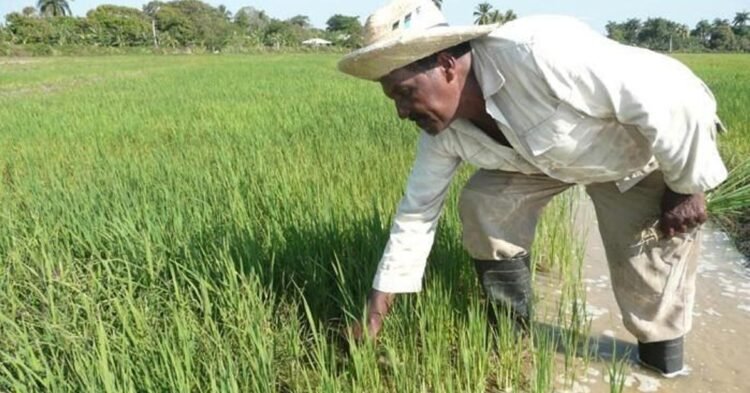 The Vietnamese pride themselves on multiplying rice by ten in Cuba