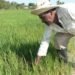 The Vietnamese pride themselves on multiplying rice by ten in Cuba