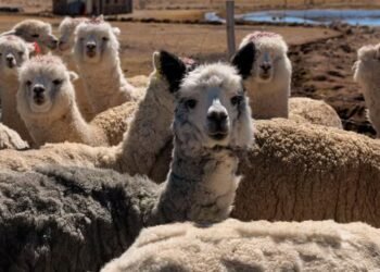 The puna resists climate change: Peruvian families who protect wetlands and alpacas in increasingly hostile habitats