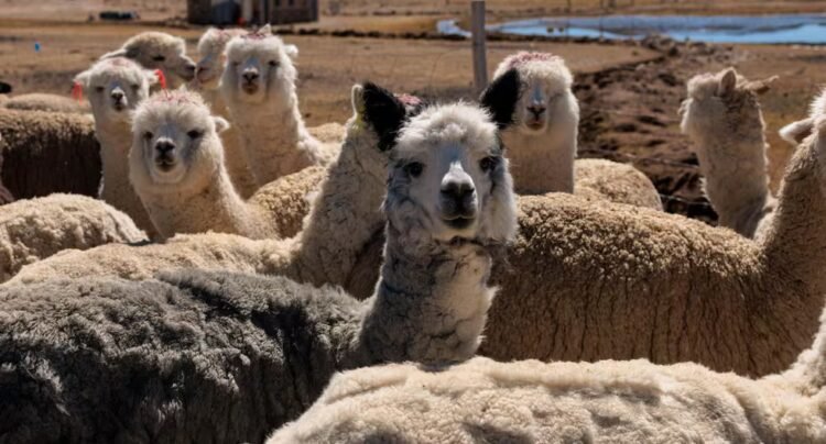 The puna resists climate change: Peruvian families who protect wetlands and alpacas in increasingly hostile habitats