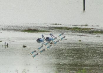 ‘Tu bigfala pijin’ – Australian pelicans draw interest in Santo
