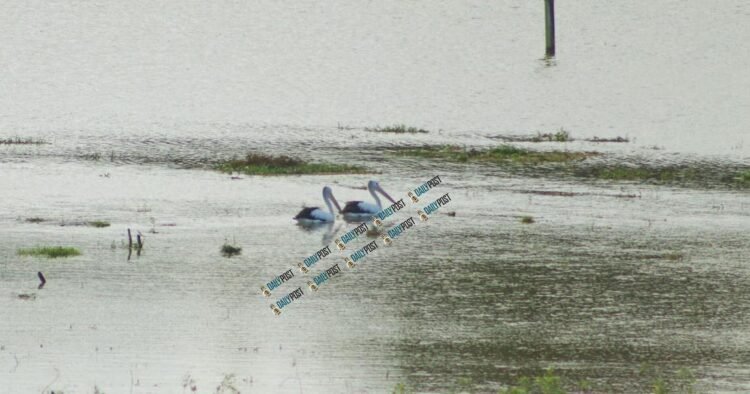 ‘Tu bigfala pijin’ – Australian pelicans draw interest in Santo