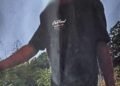 Bladiniere residents fear for safety after months of stone attacks, say seven police complaints made