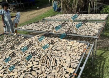 East Pentecost farmers demand kava planting support