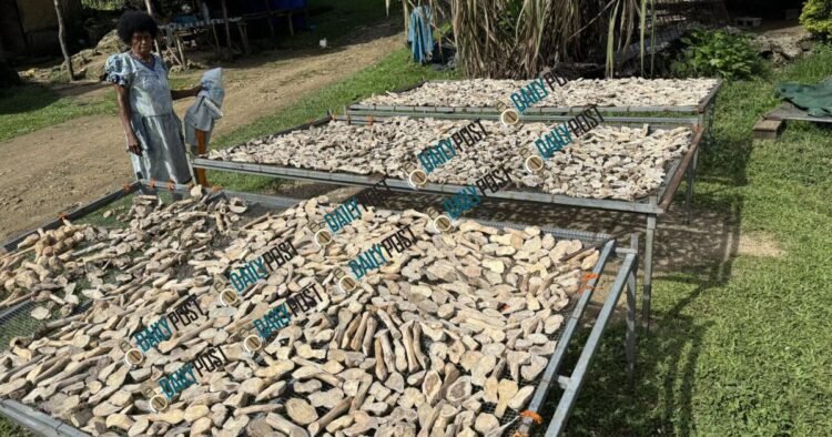East Pentecost farmers demand kava planting support