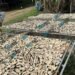 East Pentecost farmers demand kava planting support