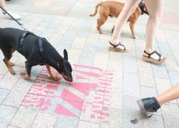 More pets: 9,350 dogs and 6,025 cats registered in Andorra