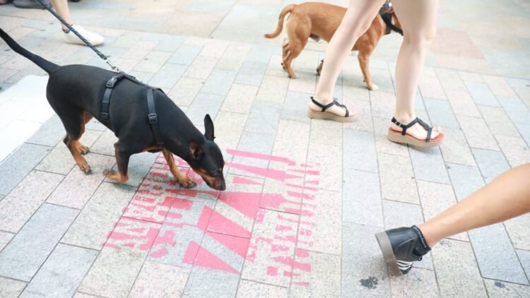 More pets: 9,350 dogs and 6,025 cats registered in Andorra