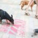More pets: 9,350 dogs and 6,025 cats registered in Andorra